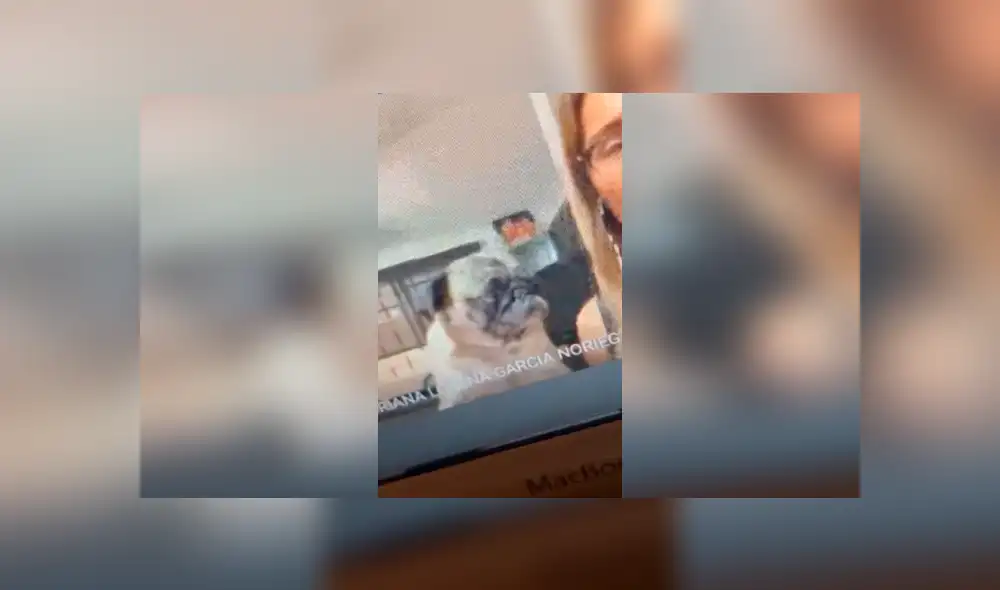 Desliza las imágenes para conocer la travesura de un perro al interrumpir la clase virtual de su dueña. Foto: The Pug. Desliza las imágenes para conocer la travesura de un perro al interrumpir la clase virtual de su dueña. Foto: The Pug.