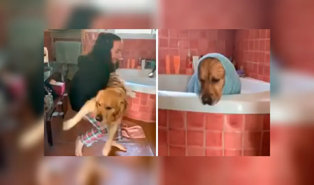 Desliza las imágenes hacia la izquierda para conocer la reacción de un perro tras obedecer a su dueña.