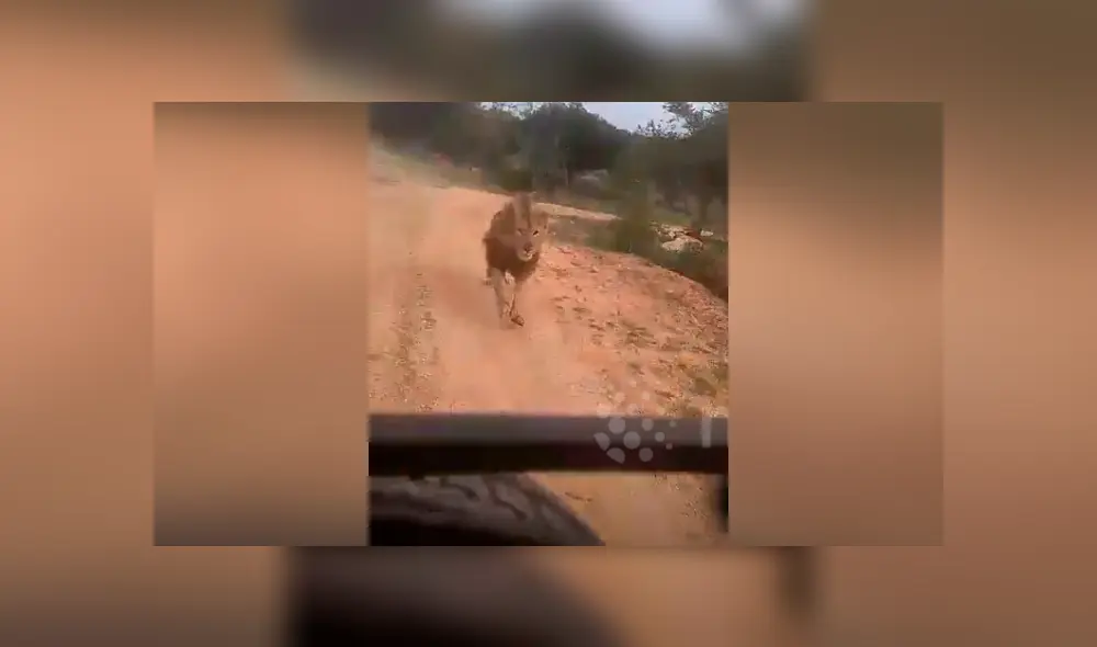 El video viral de Facebook muestra la temible reacción de un enfurecido león que atacó a un grupo de turistas. El video viral de Facebook muestra la temible reacción de un enfurecido león que atacó a un grupo de turistas.