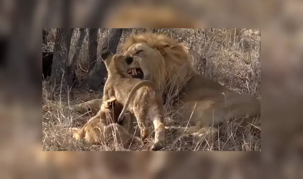 El video que compartió una turista en Facebook muestra una curiosa escena de una manada de leones. El video que compartió una turista en Facebook muestra una curiosa escena de una manada de leones.