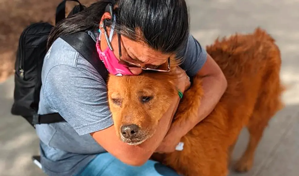 El perro sufrió cortes en su hocico y debió ser atendido de urgencia por un veterinario. Foto: Instagram/@sanantonioacs/referencial El perro sufrió cortes en su hocico y debió ser atendido de urgencia por un veterinario. Foto: Instagram/@sanantonioacs/referencial
