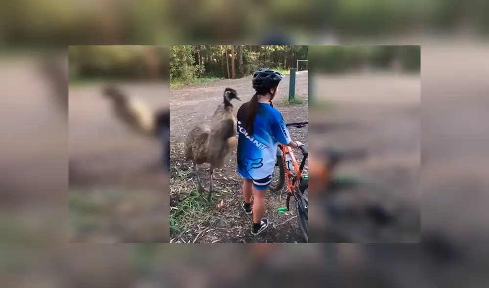 En Facebook, una chica acudió a una localidad en Australia, sin imaginar que se toparía con un gigantesco emú. En Facebook, una chica acudió a una localidad en Australia, sin imaginar que se toparía con un gigantesco emú.