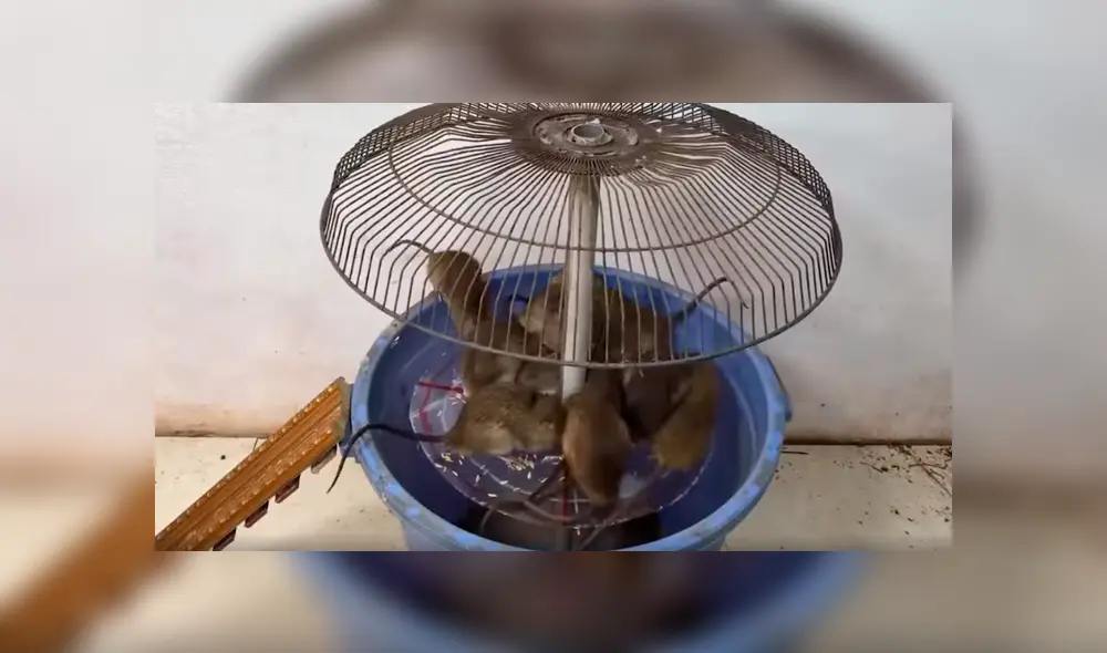 Desliza para ver los detalles de este video viral de Facebook. Foto: Captura. Desliza para ver los detalles de este video viral de Facebook. Foto: Captura.