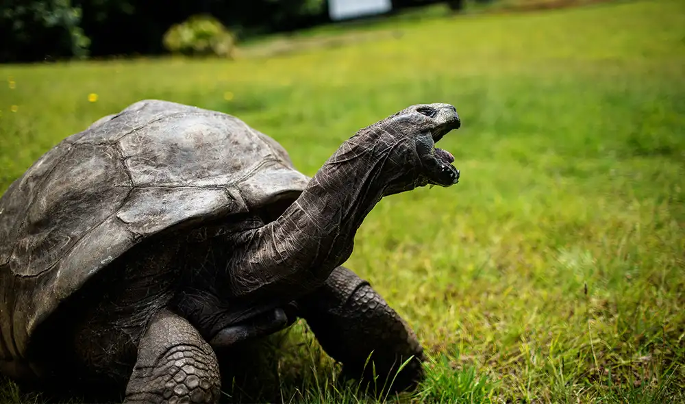 El animal ya no cuenta con los sentidos del gusto y ni el olfato, sin embargo su oído se encuentra bien. Foto: AFP