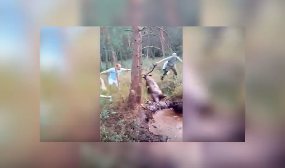 En YouTube, unos jóvenes rescataron a un enorme ciervo que quedó atrapado en un charco de lodo. En YouTube, unos jóvenes rescataron a un enorme ciervo que quedó atrapado en un charco de lodo.