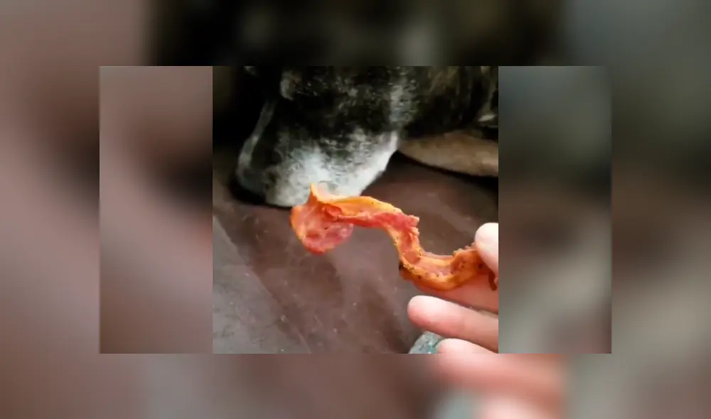 Desliza hacia la izquierda para ver la reacción del perro al oler un tocino. Video es viral en Facebook. Desliza hacia la izquierda para ver la reacción del perro al oler un tocino. Video es viral en Facebook.
