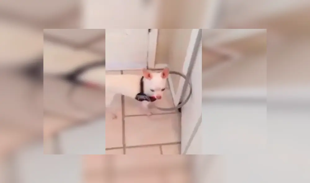 En YouTube, un joven adoraba a su perro y le confeccionó un collarín especial para que pueda caminar con normalidad. En YouTube, un joven adoraba a su perro y le confeccionó un collarín especial para que pueda caminar con normalidad.