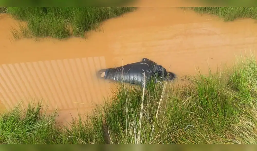 Puno: Hallan cadáver de subgerente de Pisacoma envuelto en bolsa