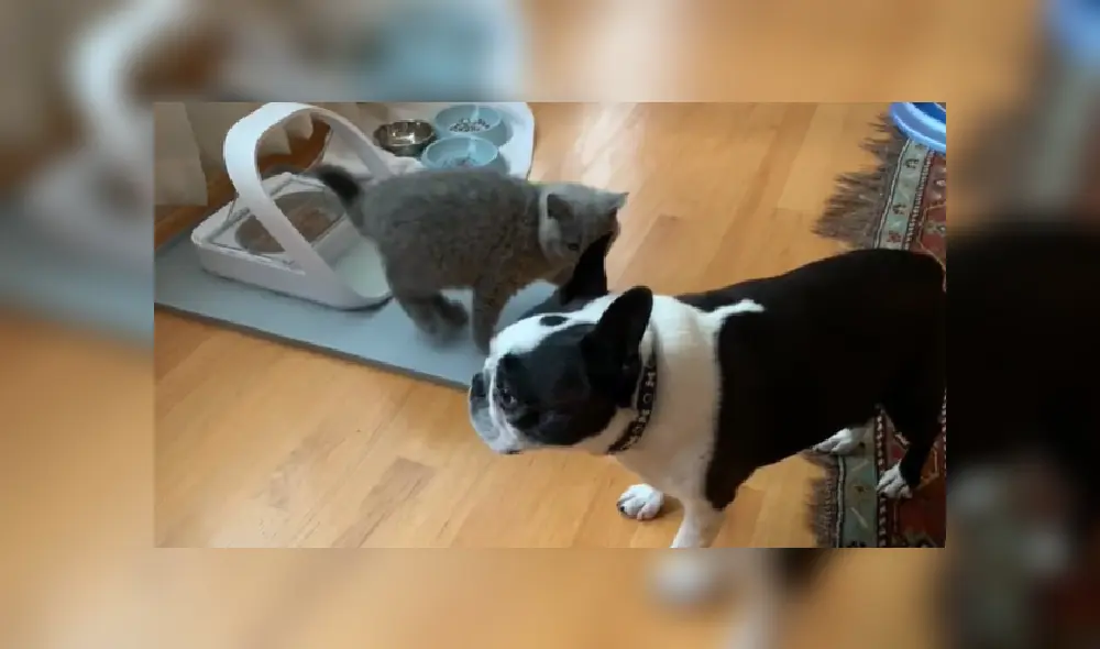 El resignado perro tuvo que irse sin poder probar un poco de la comida del gato. Desliza hacia la izquierda para ver más imágenes de la escena. El resignado perro tuvo que irse sin poder probar un poco de la comida del gato. Desliza hacia la izquierda para ver más imágenes de la escena.