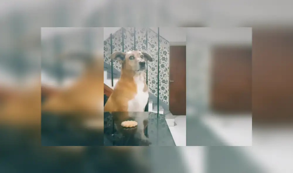 Desliza las imágenes para ver más sobre este inocente perro que fue culpado por su 'amigo'. (Foto: captura) Desliza las imágenes para ver más sobre este inocente perro que fue culpado por su 'amigo'. (Foto: captura)