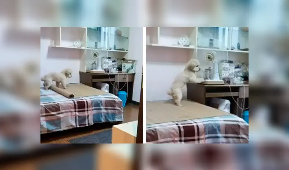 Desliza las imágenes para descubrir la travesura que cometió un perro durante la ausencia de su dueña.