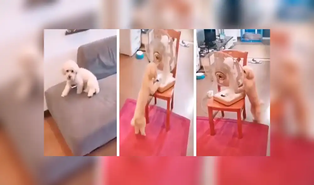 En Facebook, una chica se enteró que su perro había aprendido a encender el ventilador de su casa durante su ausencia. En Facebook, una chica se enteró que su perro había aprendido a encender el ventilador de su casa durante su ausencia.