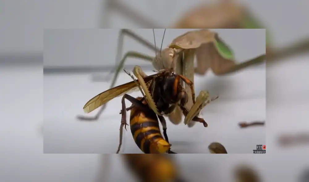 Desliza para ver los detalles del video viral publicado en YouTube. Foto: Captura. Desliza para ver los detalles del video viral publicado en YouTube. Foto: Captura.