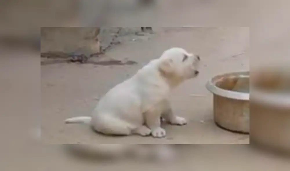 YouTube viral: perro aprende a cacarear como gallinas tras pasar semanas a su lado [VIDEO]