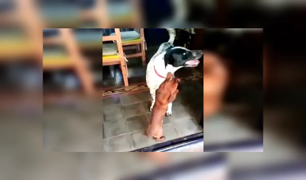 En Facebook, un perro tuvo un emotivo recibimiento por parte de su amigo que se emocionó al verlo otra vez. En Facebook, un perro tuvo un emotivo recibimiento por parte de su amigo que se emocionó al verlo otra vez.