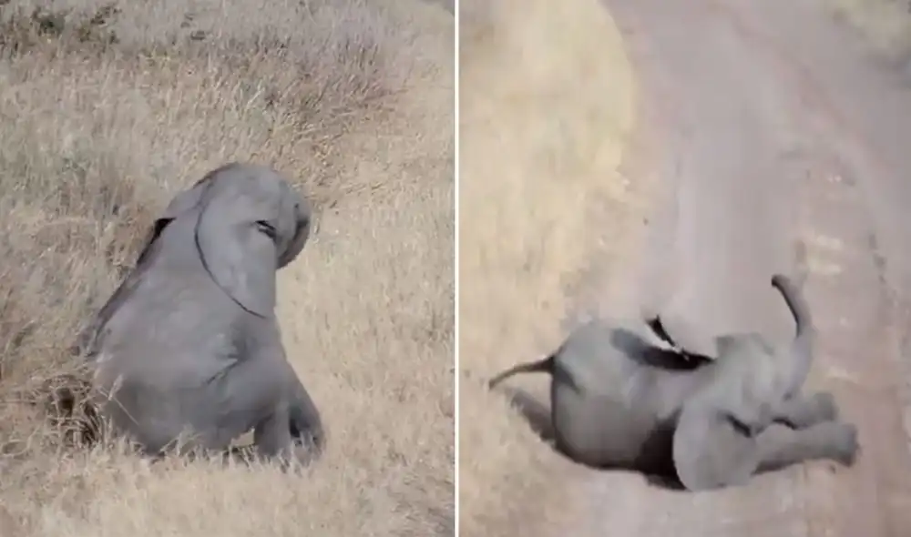 Desliza las imágenes para ver más detalles sobre esta curiosa escena que se hizo viral en redes sociales. Foto: captura de Twitter