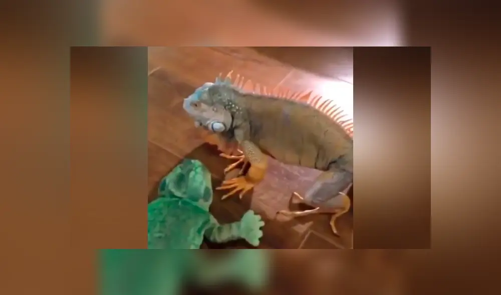 Facebook viral: Iguana se confunde de rival y lo somete a duros golpes; desenlace es cómico [VIDEO] 