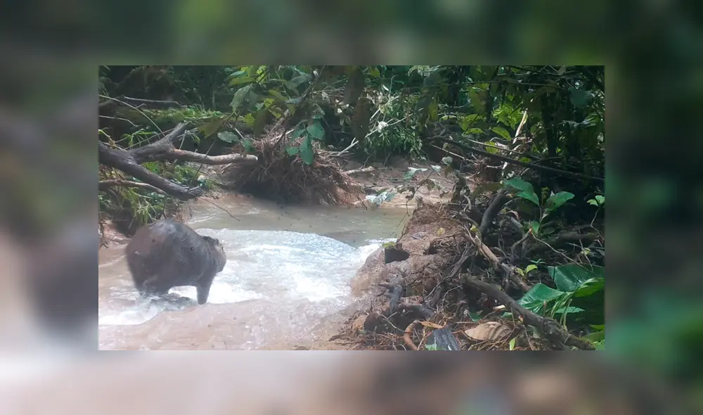 Tingo María: descubren nuevas especies de mamíferos en área natural protegida [FOTOS]