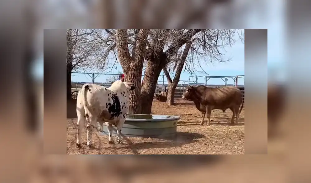 Facebook viral: hombre le da la espalda a furioso toro, sin imaginar la brutal reacción del bovino [VIDEO] 
