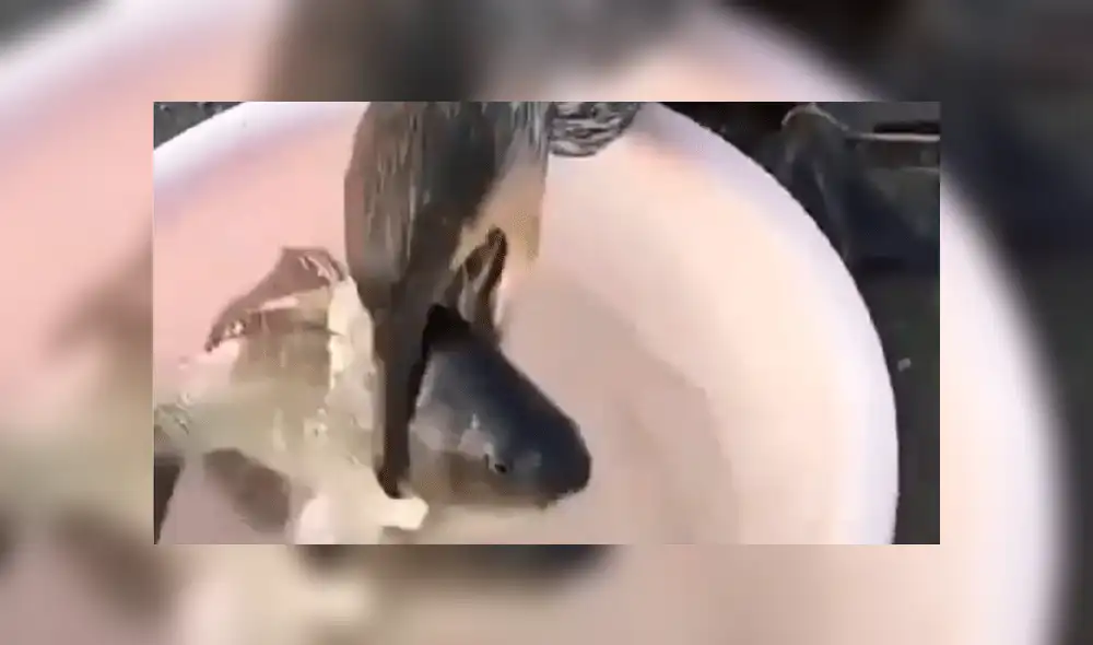 Facebook: hombre intenta devolver pez al mar y sucede lo peor [VIDEO]