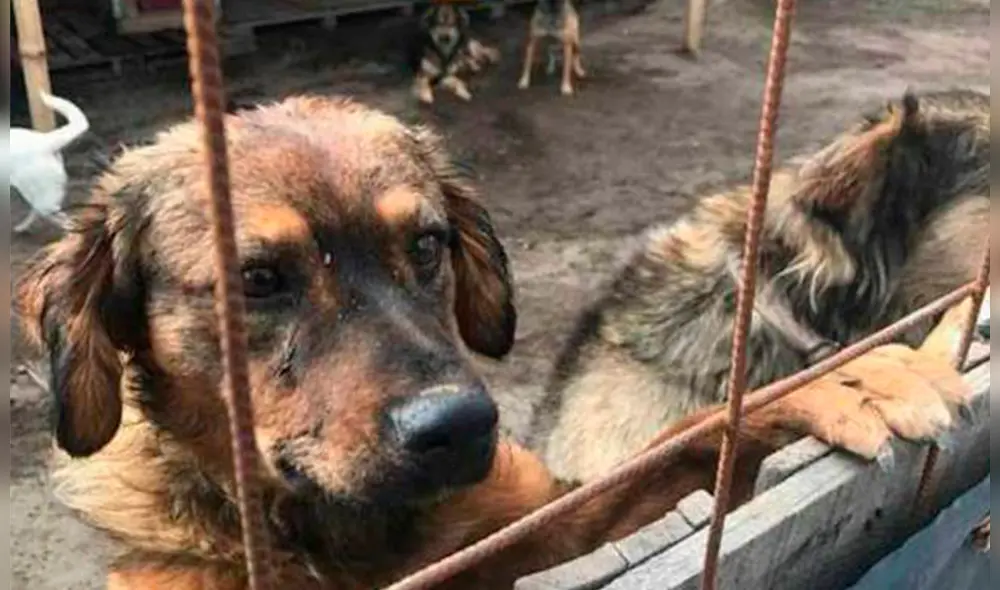 Vecinos se han organizado para hallar al culpable. (Foto: El Sol de San Luis) Vecinos se han organizado para hallar al culpable. (Foto: El Sol de San Luis)