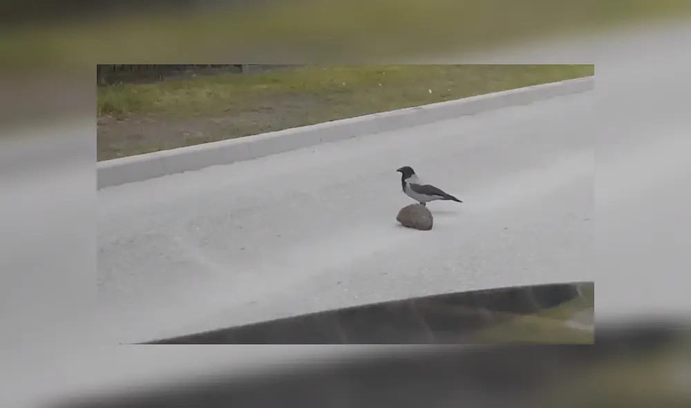 Mediante YouTube se hizo viral el momento en que un cuervo le brinda una supuesta ayuda a un erizo para cruzar una calle. Mediante YouTube se hizo viral el momento en que un cuervo le brinda una supuesta ayuda a un erizo para cruzar una calle.