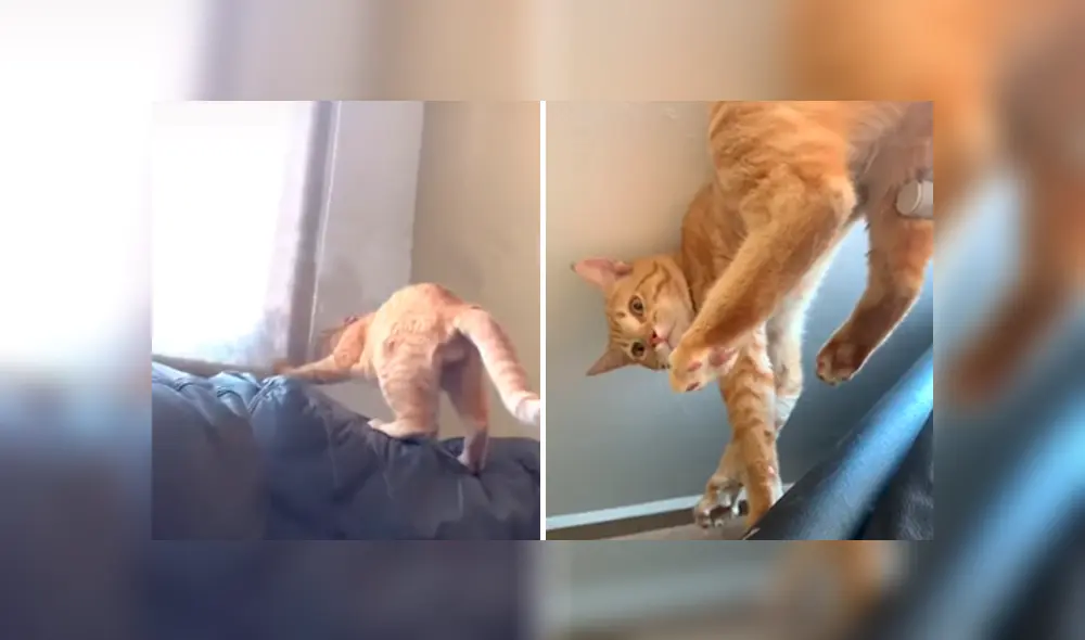 Desliza las imágenes para apreciar el tremendo castigo que recibió un gato al cometer una travesura.