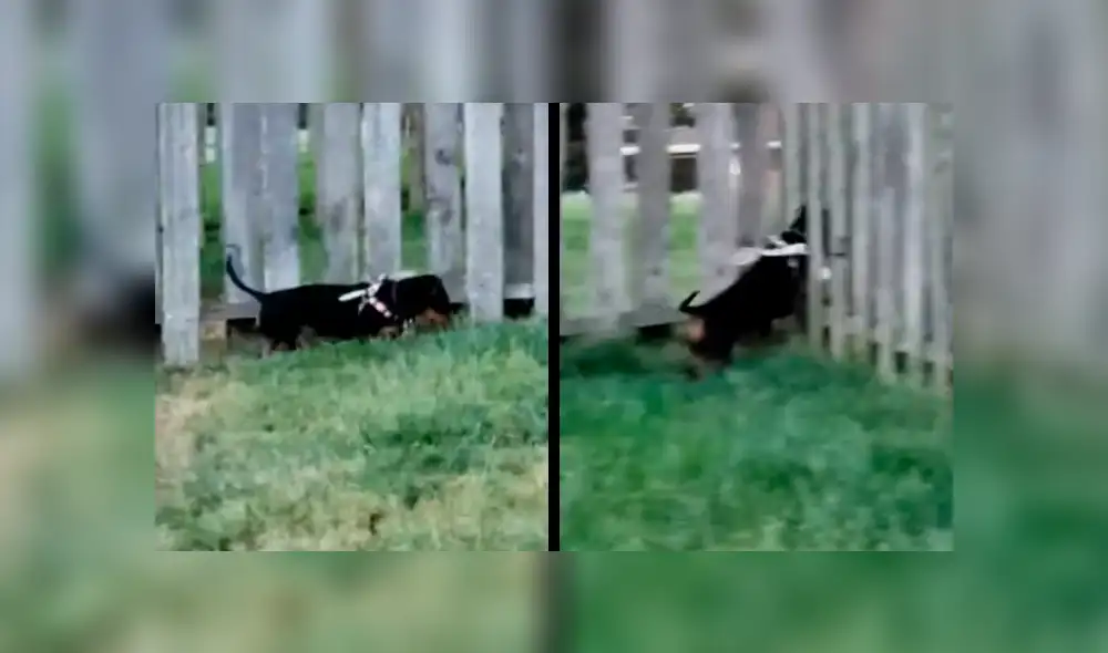 YouTube viral: Hombre cansado de que su perro se escape, crea ingenioso método para que no lo haga [VIDEO]