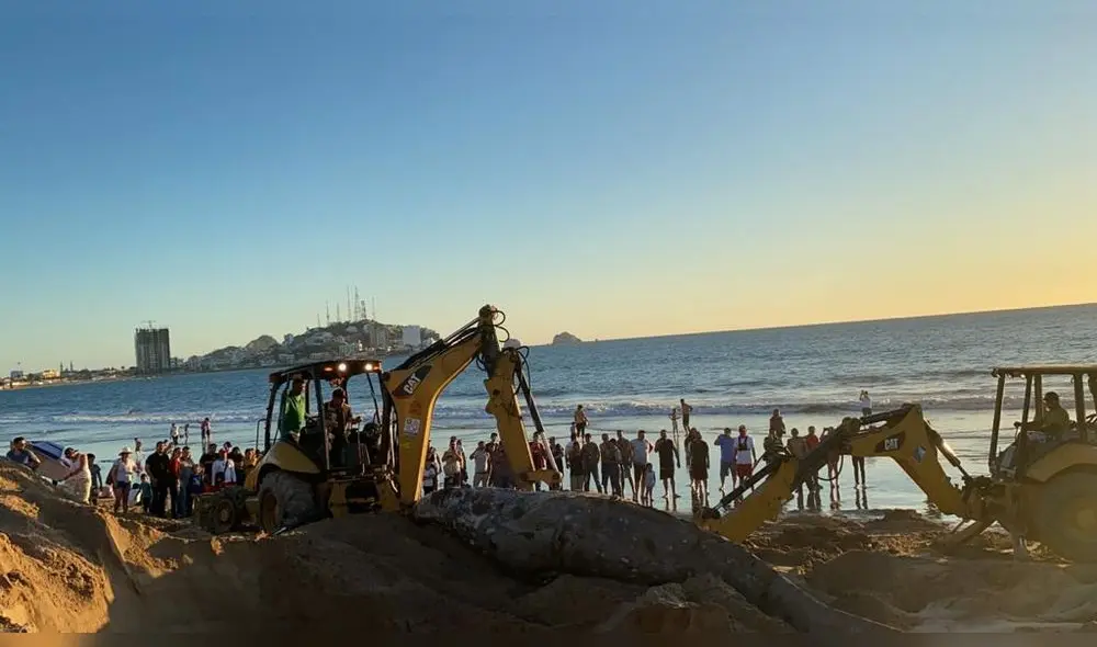Una ballena muerta de 8 metros de largo quedó varada en la playa de Mazatlán. (Foto: Noroeste)
