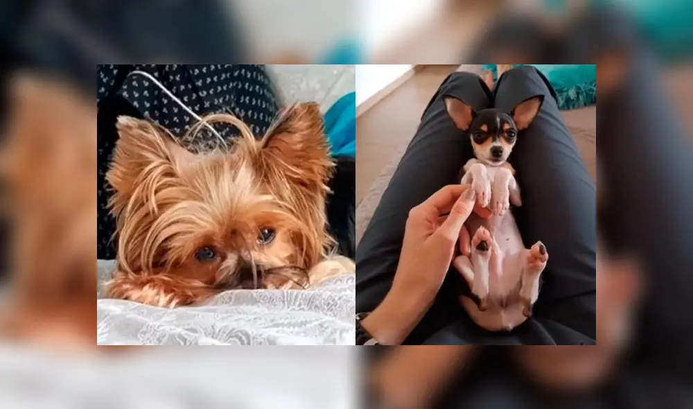 Desliza las imágenes para ver el peculiar aspecto que adoptaron las crías de estos perros de razas totalmente distintas. Foto: Allyson Moreno/TikTok