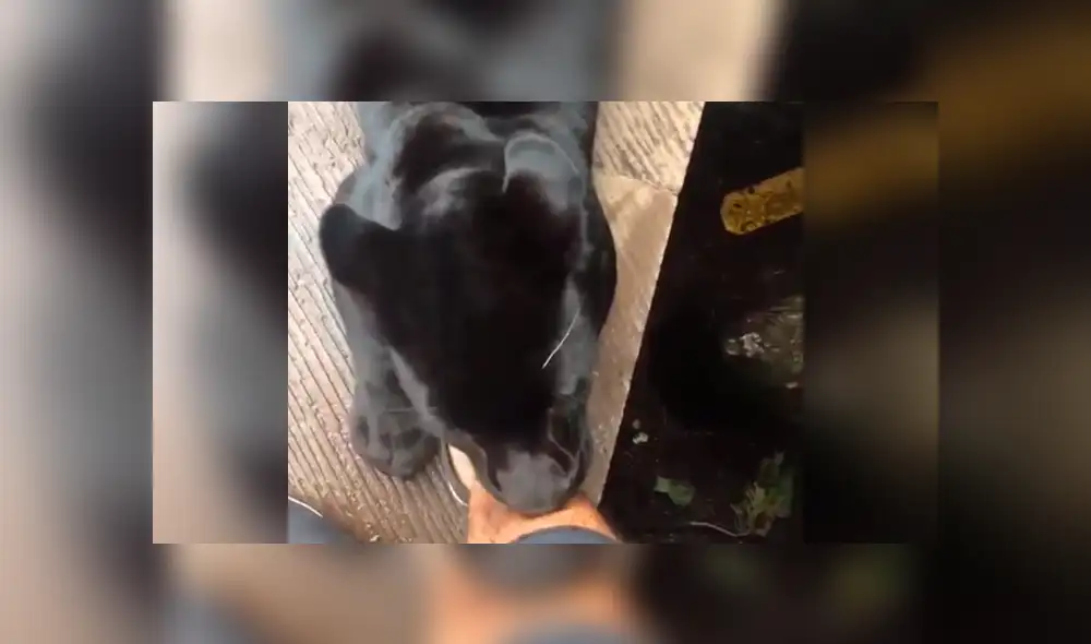 YouTube viral: Arriesgado turista se topa con temible pantera dentro de jaula y esto sucede [VIDEO]