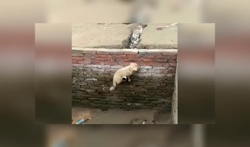 Desliza las imágenes para apreciar la inesperada técnica de un pequeño perro para salir ileso en un gigantesco pozo. Foto. Clarín.