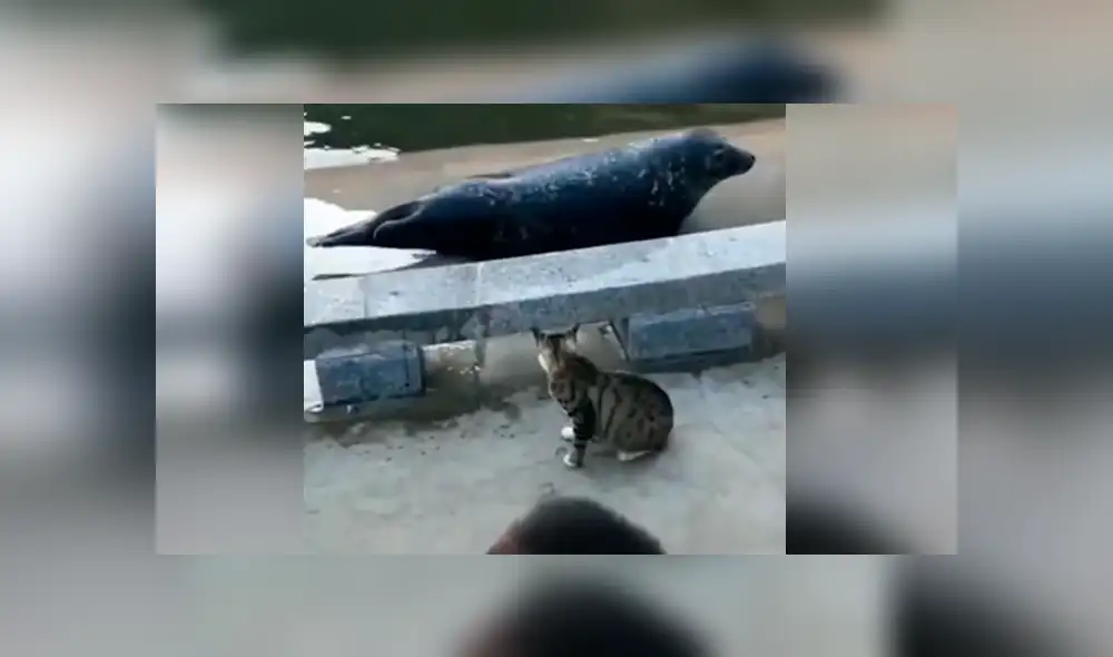 Facebook viral: cobarde foca finge su muerte para que gato no le siga golpeando [VIDEO]