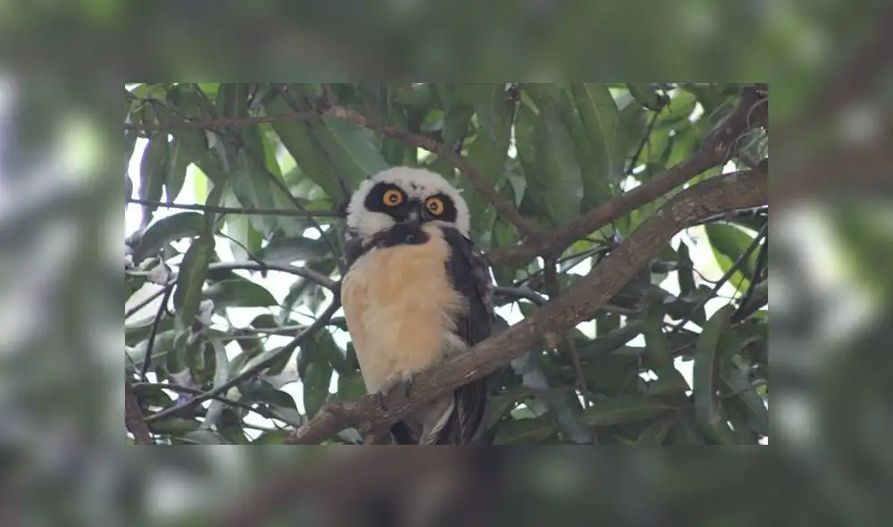 El ave murió debido a las fuertes heridas que le provocó la mujer. Foto: referencial /El Tiempo El ave murió debido a las fuertes heridas que le provocó la mujer. Foto: referencial /El Tiempo
