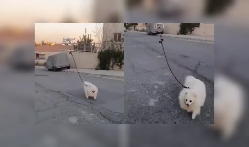 A través de Facebook se ha vuelto viral una curiosa escena en la que un perro es paseado por un dron.