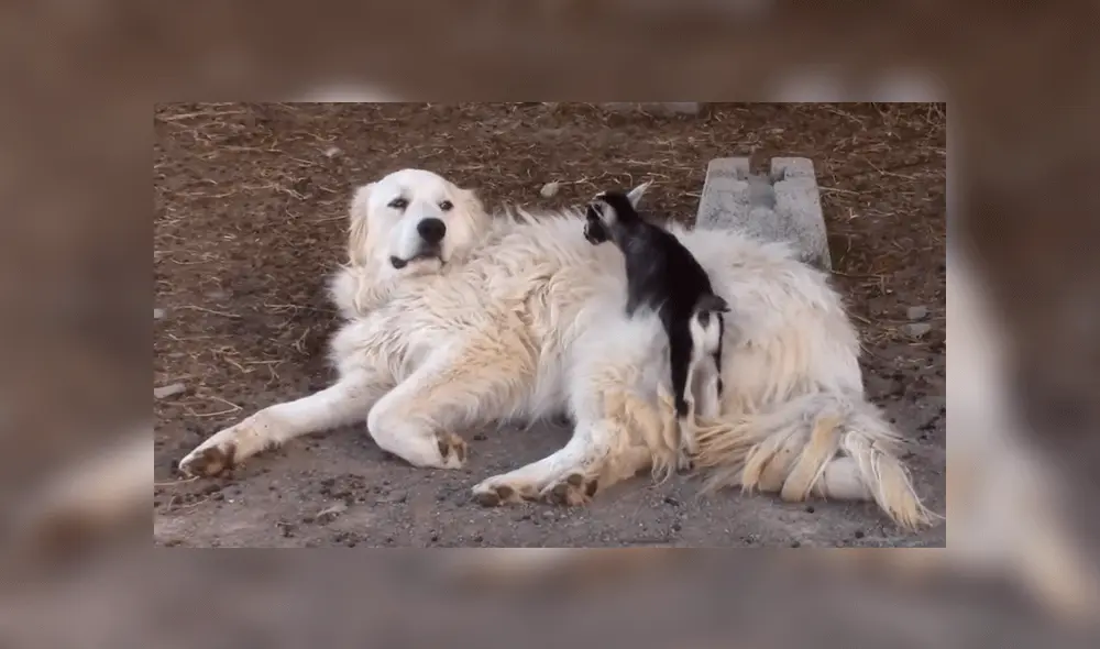 Perrito juega con cabras bebés