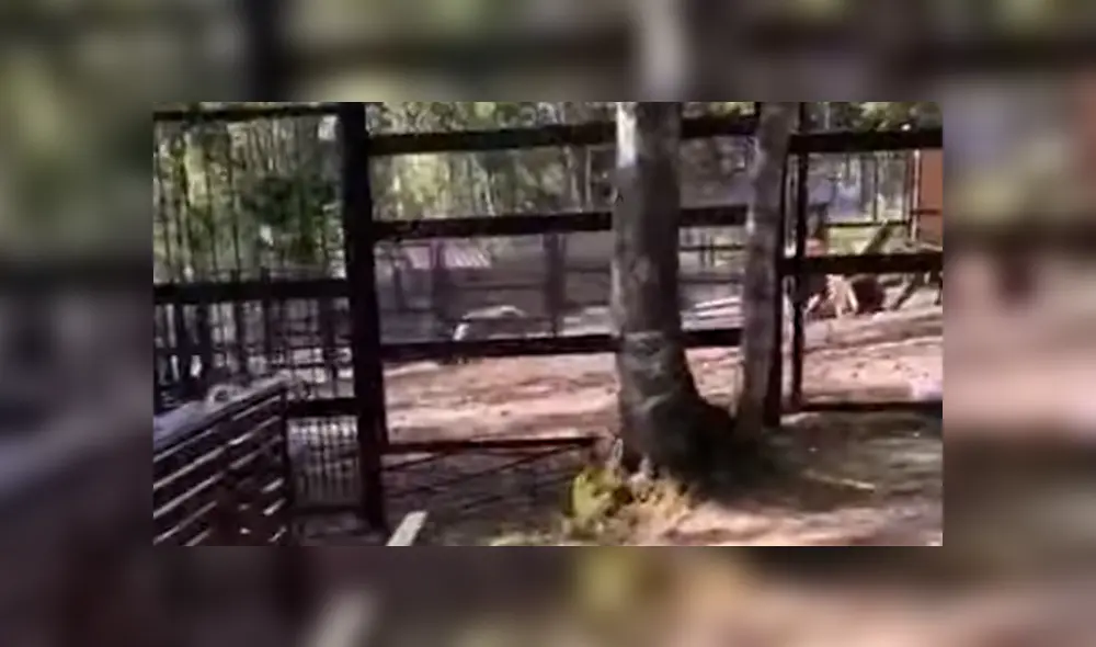 Hombre entra a recinto de ciervo para alimentarlo, sin imaginar que antílope lo atacaría [VIDEO] 