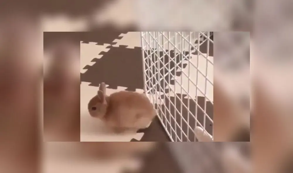 Desliza para descubrir qué hizo este pequeño conejo para volverse viral en Twitter. Foto: Captura Desliza para descubrir qué hizo este pequeño conejo para volverse viral en Twitter. Foto: Captura