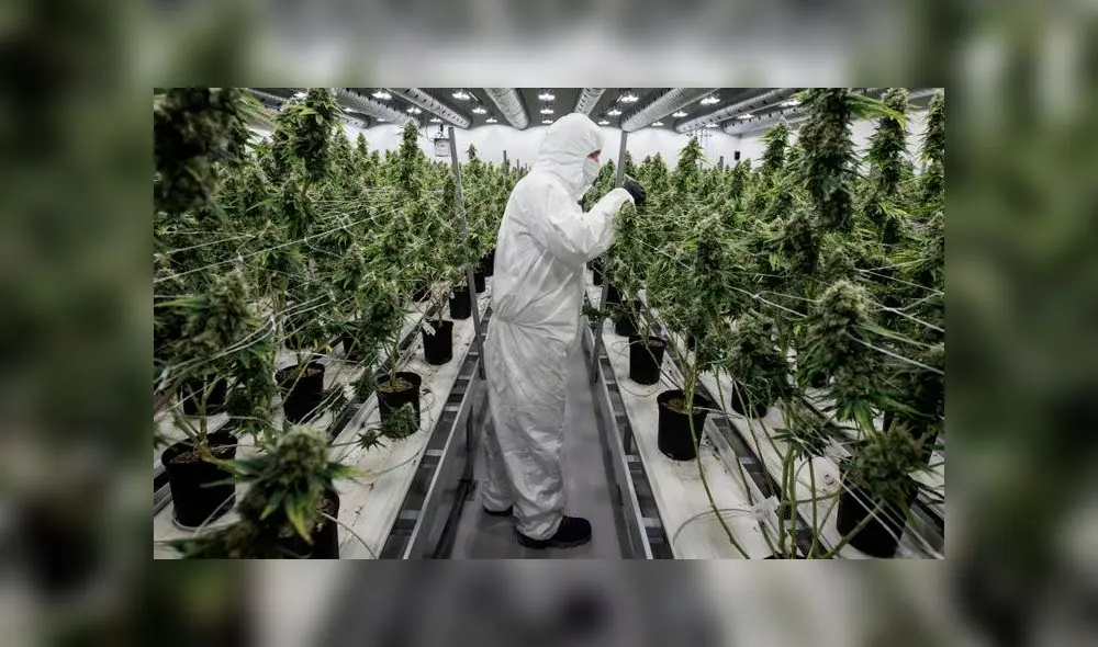 Un vuelo de carga de la compañía de Elon Musk llevará hasta 480 cultivos de cannabis al espacio. Foto referencial: AFP. Un vuelo de carga de la compañía de Elon Musk llevará hasta 480 cultivos de cannabis al espacio. Foto referencial: AFP.