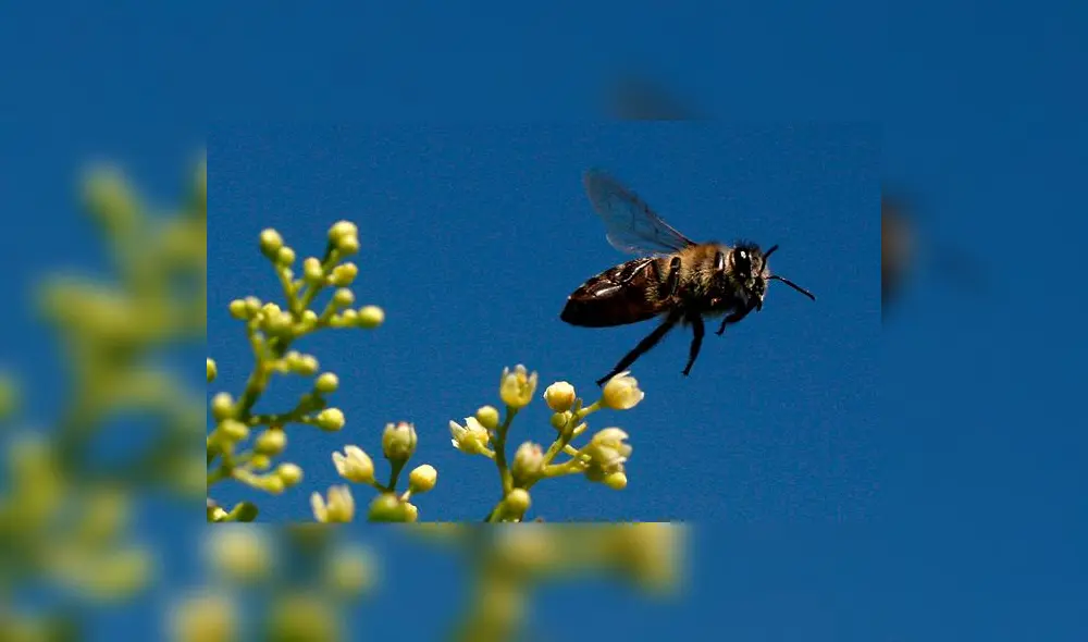 Facebook: Captan a dos insectos teniendo sexo en una ventana