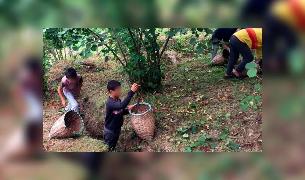 Ferrero Rocher explota a niños para recoger las avellanas de sus chocolates, denuncia grupo de derechos humanos. Foto: BBC