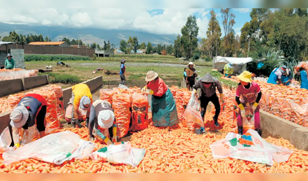 El precio del kilo de zanahoria en el campo se desploma al igual que la papa El precio del kilo de zanahoria en el campo se desploma al igual que la papa