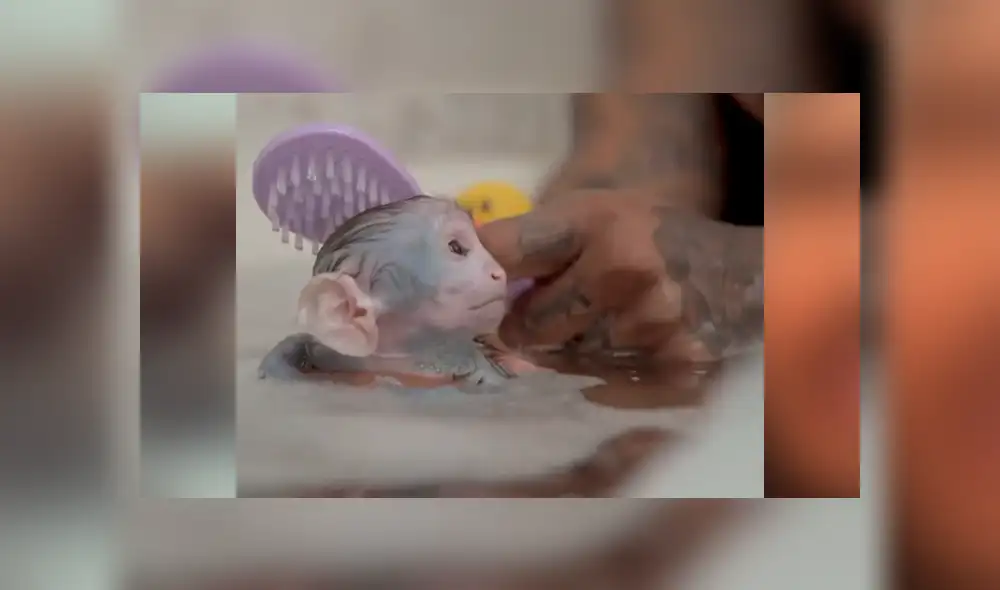 YouTube viral: Joven adopta a un mono y lo cuida como si fuera su bebé [VIDEO]