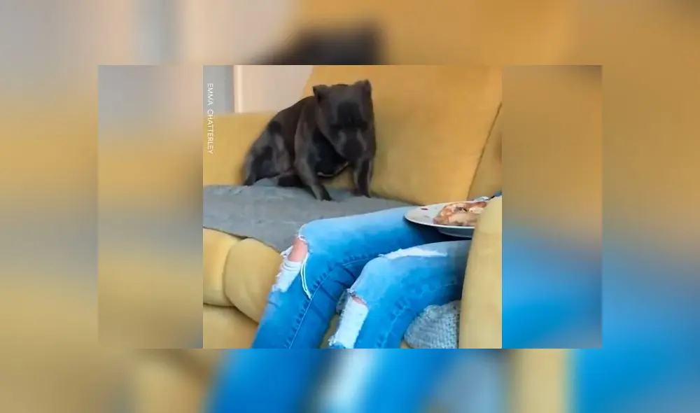 Desliza las imágenes para ver la peculiar conducta que tuvo un perro para recibir un poco de comida de su dueño. Foto:Google