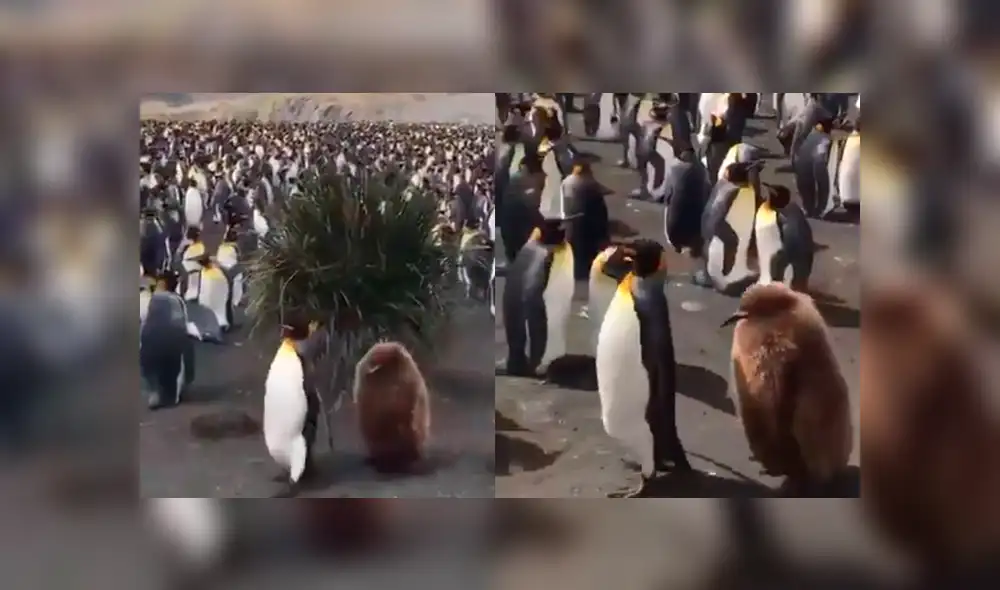 YouTube viral: Pingüino peludo sorprende a miles al tratar de infiltrarse en colonia de emperadores