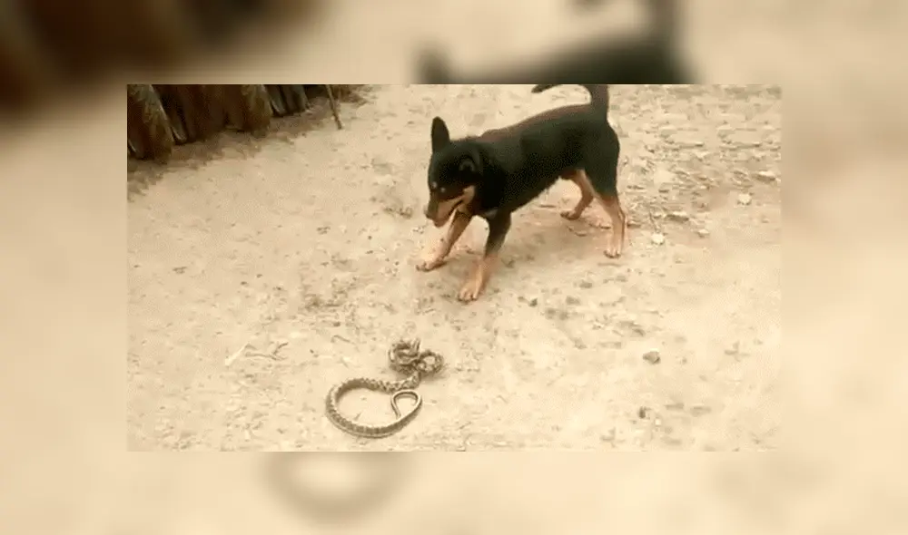 YouTube viral: Perro encuentra a peligrosa serpiente asesina y hace esto para salvar la vida de su amo 