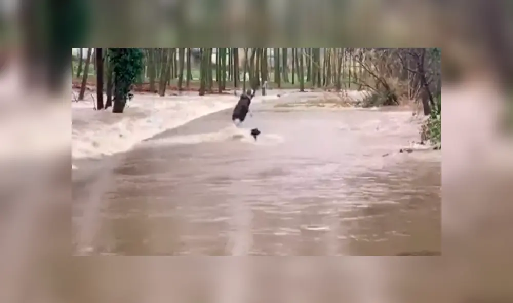 Indignación por imágenes de hombre lanzando a un perro al caudaloso río Ter [VIDEO]