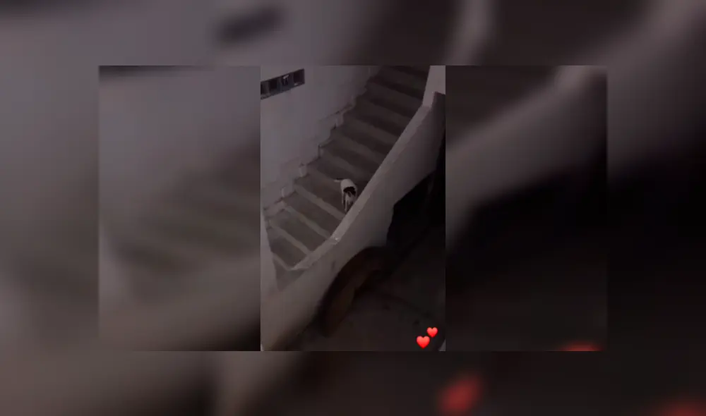 Desliza las imágenes para conocer la romántica escena de dos perros que permanecieron separados por la cuarentena. Desliza las imágenes para conocer la romántica escena de dos perros que permanecieron separados por la cuarentena.