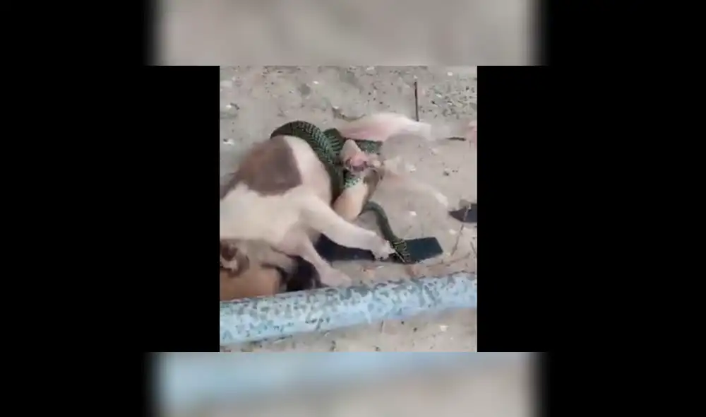 Vía Facebook: serpiente intenta devorar a mascota pero sucede algo inesperado [VIDEO]