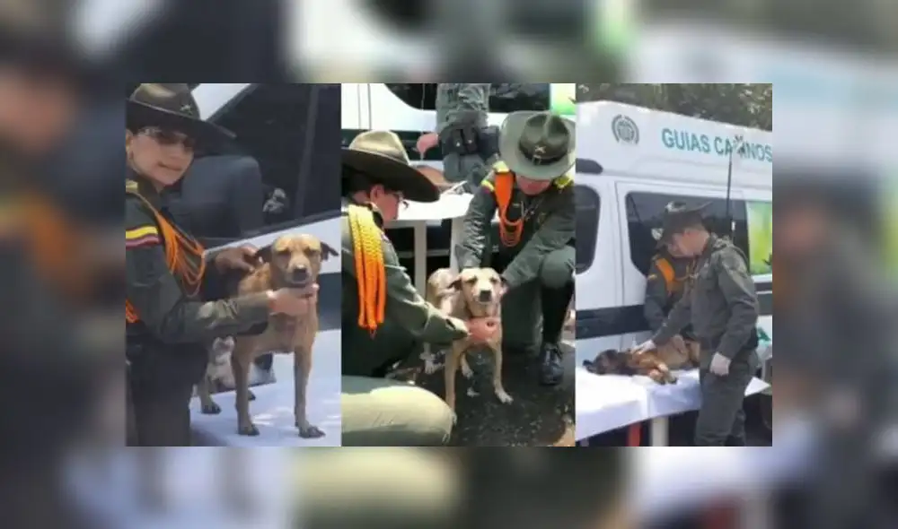 Policías de Colombia rescatan a perros abandonados que ‘migran’ desde Venezuela [VIDEO]